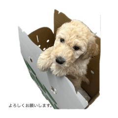 sakura_20240418134214