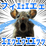 one mouse is ok to funny its rock