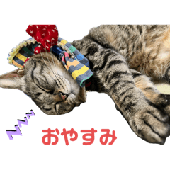 sakura_20240418000828