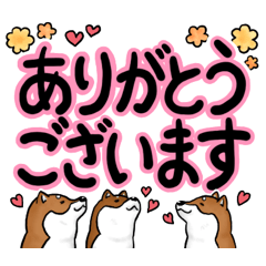 Shiba Inu stickers in large letters.