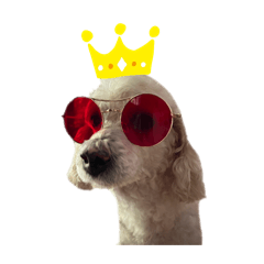 Jackie the Grandpa (Poodle dog)