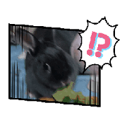 Pine and Ponchan