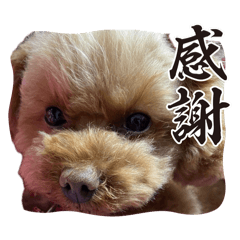 Followers of Moco_20240420172409