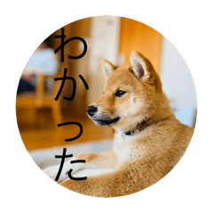 sakura_20240420093029