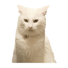 My cat's name is Tamago