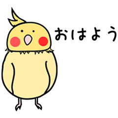 Cute cockatiel Imo-kun