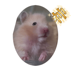 Cute Hamster Remy 2