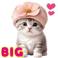スコティッシュ猫の ピンク帽あいづちBIG