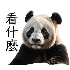 A talking panda”