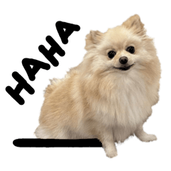 Cute Naughty Pomeranian Dog 1