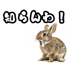 Angry rabbit phrases