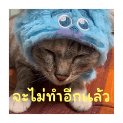Cat Pang Pang Vol.2