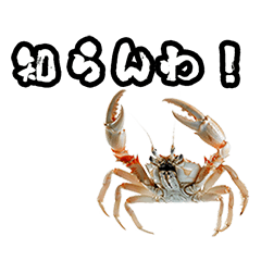 Angry crab phrases
