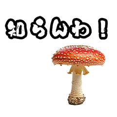 Angry poisonous mushroom phrases