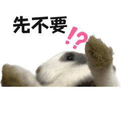 金銀島 兔子01