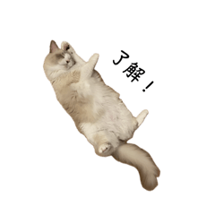 ラグドールのハチ