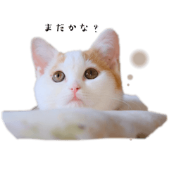 komugi._20240422210233
