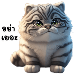 Funny Tabby cat (THAI)
