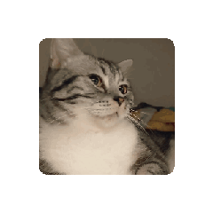 胖卡