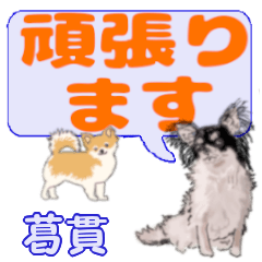 Kuzunuki's letters Chihuahua