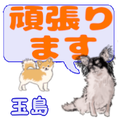 Tamashima's letters Chihuahua