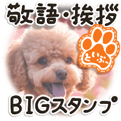 An energetic toy poodle (BIG)