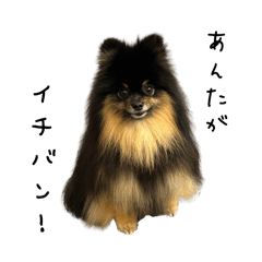 Black-tan Pomeranian PONchan