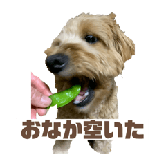 mixdog japaneseday