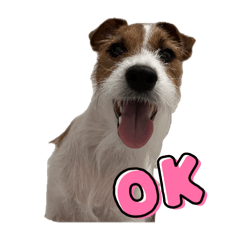 Hardy Li the Jack Russel terrier