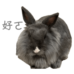 Taro 兔