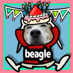 Beagle Dog (Daily Conversation)