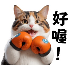 Boxing cats daily meows