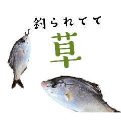 Japanese cute fish