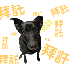 大黑狗-阿羅2   「成長」篇