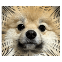 それいけ！がじゅお！