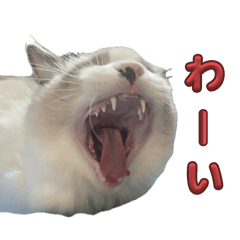 ラグドールのハチ2