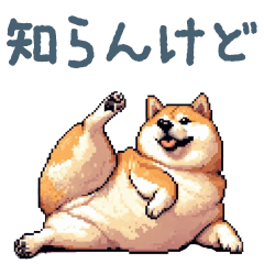 Kansaiben Chubby shiba dog