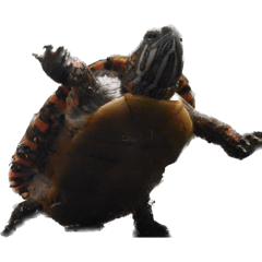 龜龜龜龜龜龜龜龜