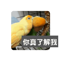 Cute birds chat with you.