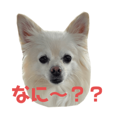 tsubaki_20240425182621