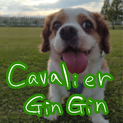 cavalier GinGin 5