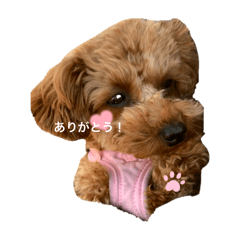 cutest dog momochan