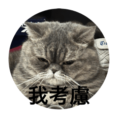 楊家寶寶們
