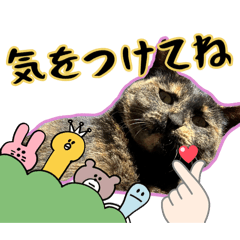 サビ猫のうめちゃんと友達3