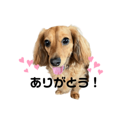 kawaii Dachshunds