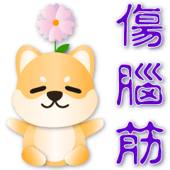 Cute Shiba ---practical greetings