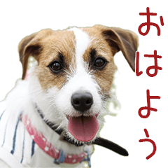 Sora(Jack Russell Terrier) Sticker