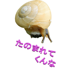 edokko from Snail-BIG
