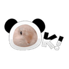 Rabbit   move  mofu mofu
