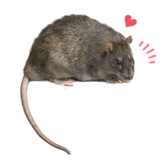 緣緣老鼠 （褐家鼠Rattus norvegicus）
